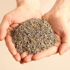 MILLE OREILLERS Oreiller ferme à la lavande biologique - 50 x 70 cm