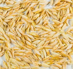 MILLE OREILLERS Oreiller ferme petit épeautre biologique - 60 x 60 cm