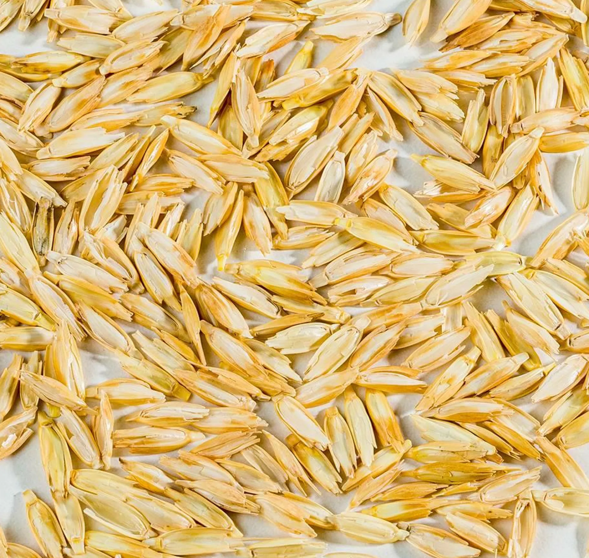 MILLE OREILLERS Oreiller ferme petit épeautre biologique - 50 x 70 cm